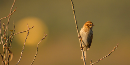 Bosco Tanali - Birdwatching Bosco Tanali - Birdwatching