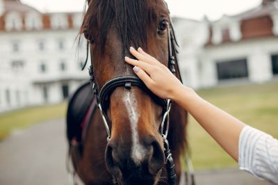 Cavallo