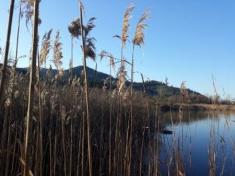 Bosco Tanali - Riserva Naturale Regionale - Immagine