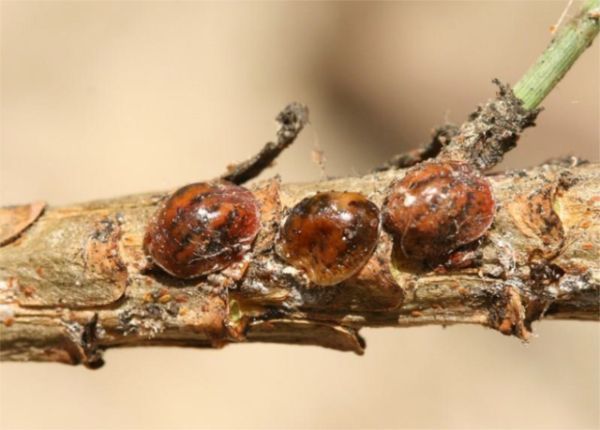 Cocciniglia-Tartaruga-immagine-1